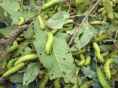 Green Silkworm cocoon and larvae pics