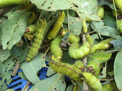 Green Silkworm cocoon and larvae pics