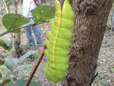 Green Silkworm cocoon and larvae pics