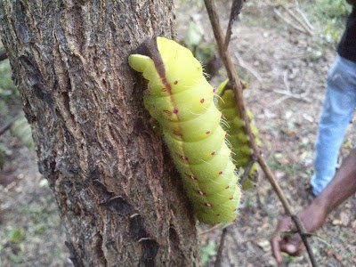 Green Silkworm cocoon and larvae pics