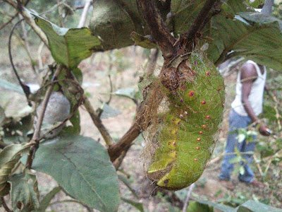 Green Silkworm cocoon and larvae pics