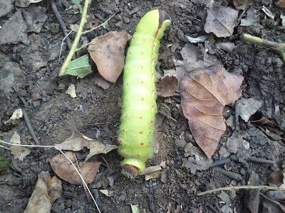 Green Silkworm cocoon and larvae pics
