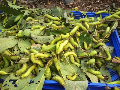 Green Silkworm cocoon and larvae pics