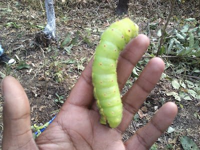 Green Silkworm cocoon and larvae pics
