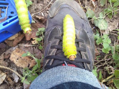 Green Silkworm cocoon and larvae pics