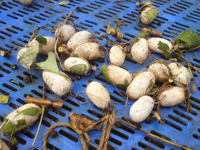 Green Silkworm cocoon and larvae pics