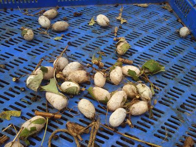 Green Silkworm cocoon and larvae pics