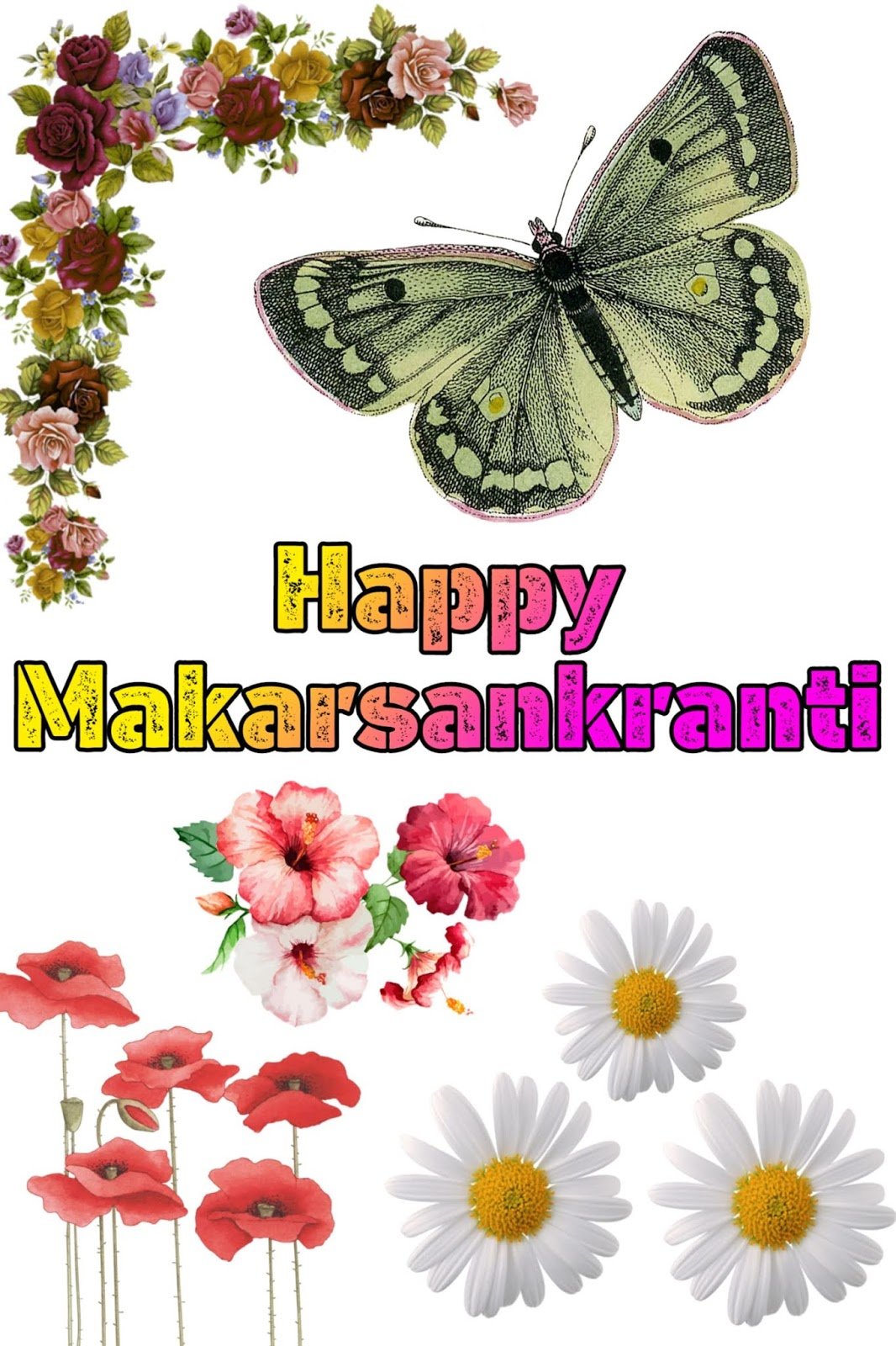 Makar Sankranti 2024 ki shubhkamnayein photo, HD mobile wallpaper aur DP status image.