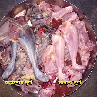 कड़कनाथ मुर्गा की जानकारी | Kadaknath murga in hindi