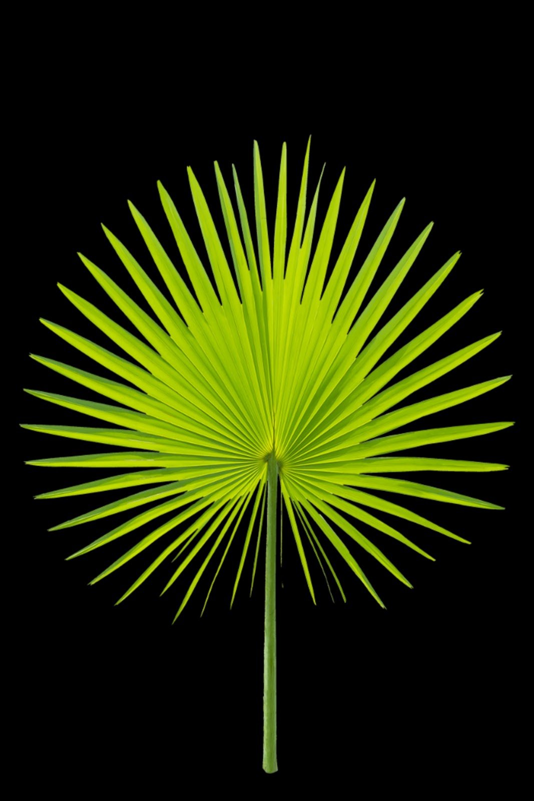 मोबाइल वॉलपेपर | Mobile Wallpaper