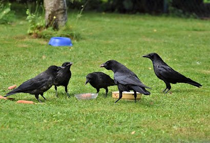 पितृ पक्ष में कौए को खाना क्यो खिलाया जाता है | crow fed on the paternal side