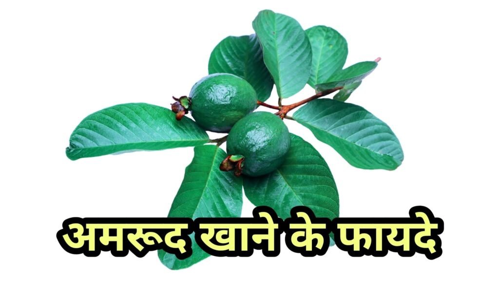 अमरूद खाने के अद्भुत फायदे: सेहत और स्वाद का बेजोड़ संगम, जानें इसके 10+ चमत्कारी लाभ