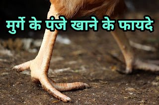 मुर्गे के पंजे खाने के फायदे | Benefits of eating chicken feet in hindi मुर्गे के पंजे खाने के फायदे | Benefits of eating chicken feet in hindi