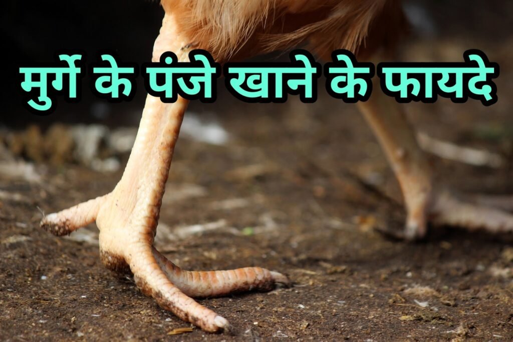 मुर्गे के पंजे खाने के फायदे | Benefits of eating chicken feet in hindi