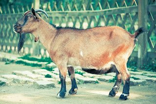 ‘बकरी के दूध’ से होने वाले 6 फायदे | Bakri ke dhoodh ke fayde