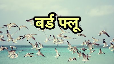 बर्ड फ्लू क्या है? बर्ड फ्लू के लक्षण | Bird Flue kya hai