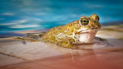 जीवन में सफ़ल होना है, तो सबसे पहले मेढ़क खाओ ! eat that frog in hindi