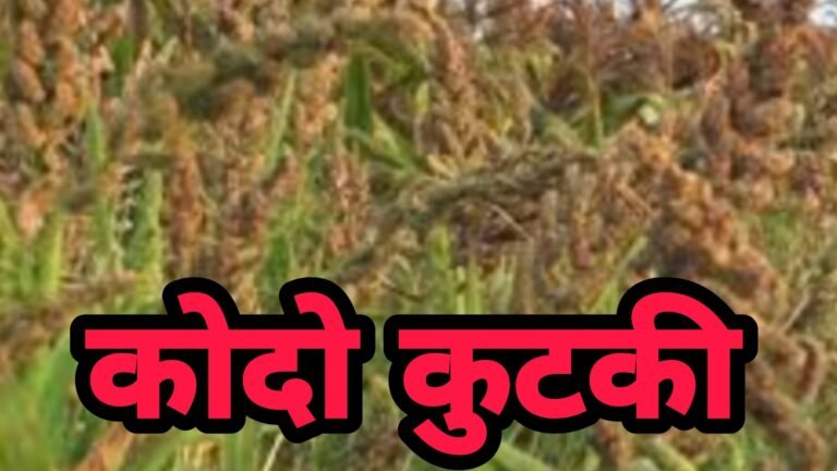 कोदो कुटकी खाने के फायदे | kodo kutki khane ke fayade