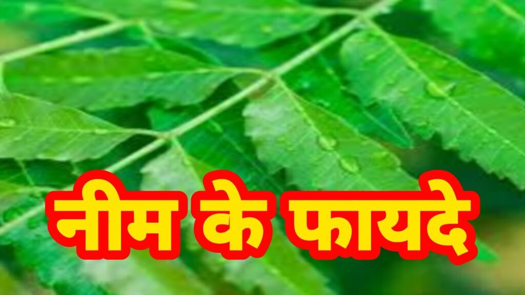 नीम के फायदे और नुकसान | neem ke fayde