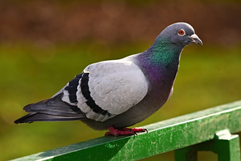 कबूतर खाने के फायदे क्या हैं? (Pigeon Meat Benefits in Hindi)