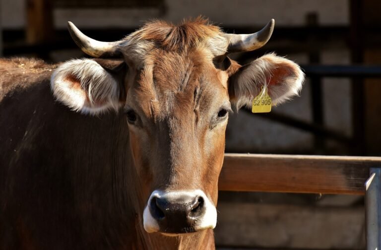 गाय की सेवा कैसे करनी चाहिए | गाय की सेवा करने के फायदे
