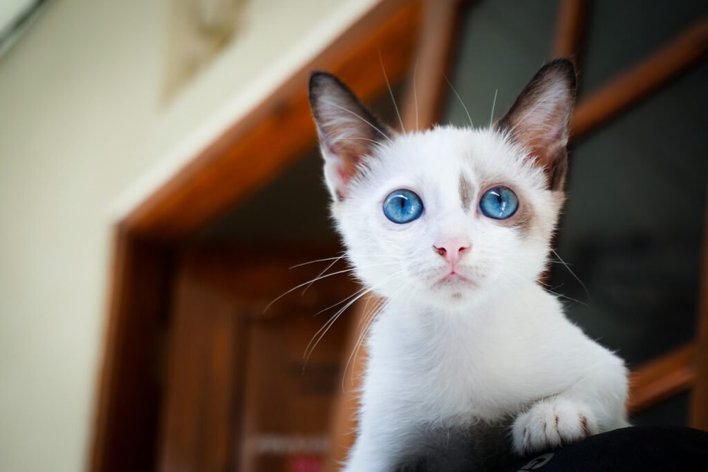 सफेद बिल्ली का घर में आना | Safed billi ka ghar me aana white cat