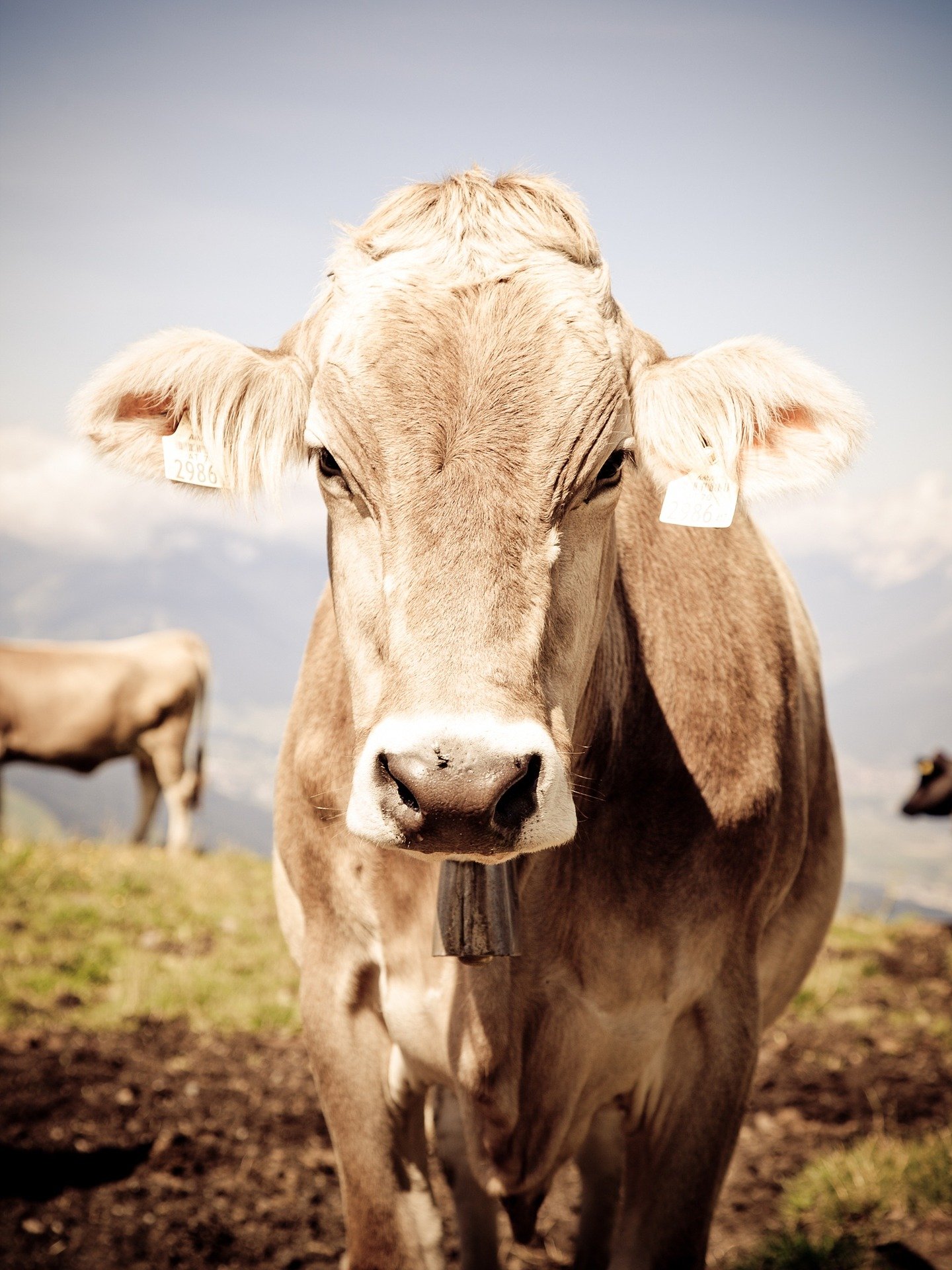 गाय को माता क्यों कहा जाता है  cow ko mata kyo kehte hain