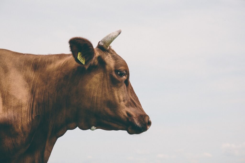 गौमाता: गाय को माता क्यों कहा जाता है | cow ko mata kyo kehte hain
