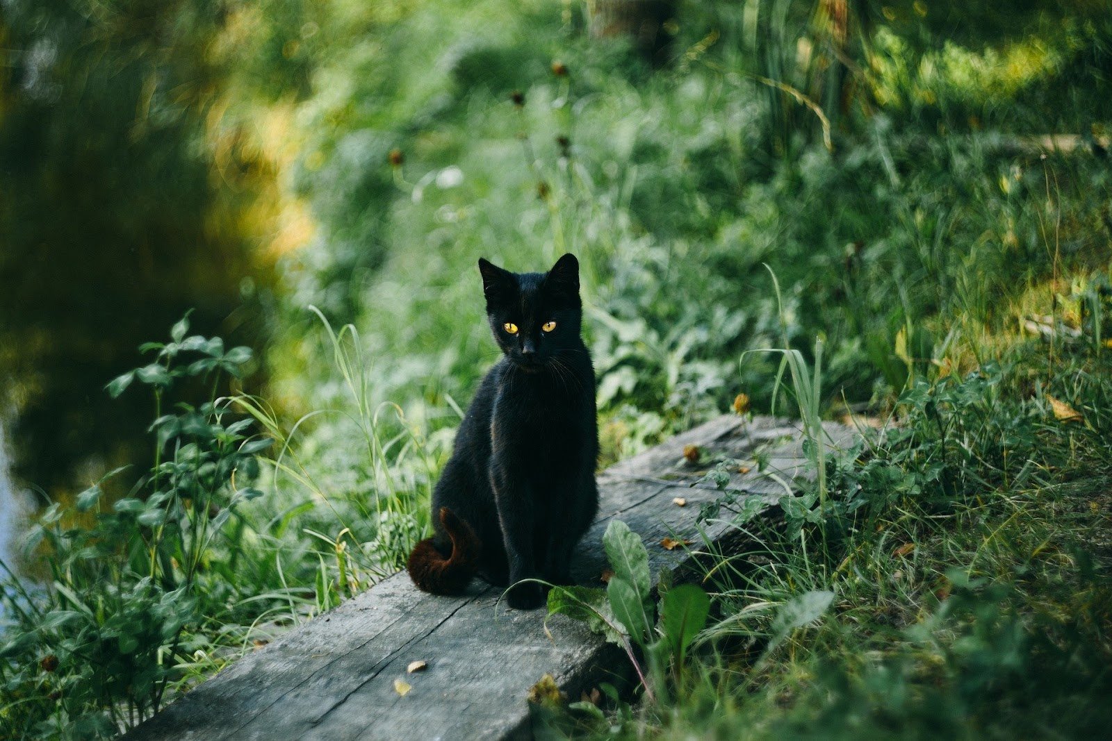 काली बिल्ली का घर में आना या दिखाई देना क्या होता है जानिए सच्चाई | Black cat coming into the house