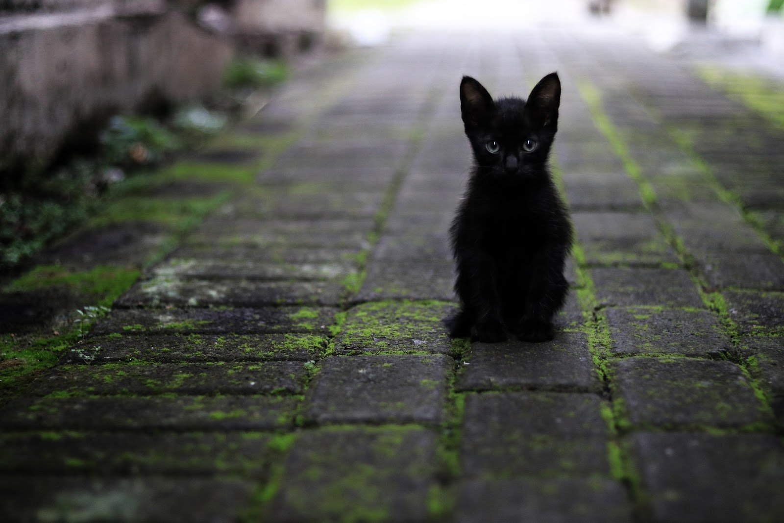 काली बिल्ली का घर में आना या दिखाई देना क्या होता है जानिए सच्चाई | Black cat coming into the house