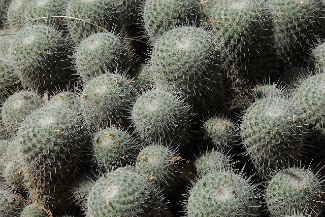 घमौरियों में क्या लगाएं ये 7 उपाए दूर कर देंगें आपकी घमौरियां | Prickly Heat Ghamoriya ka ilaj