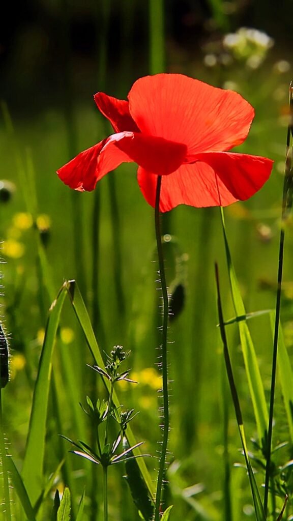 फूल वाले वालपेपर | Phool wale wallpaper download