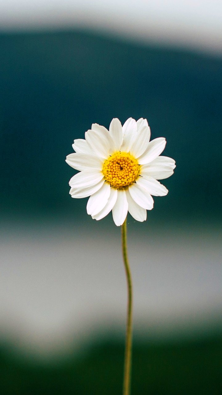 फूल वाले वालपेपर | Phool wale wallpaper download