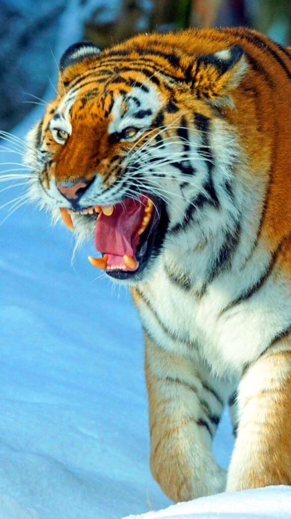 शेर मोबाइल वॉलपेपर | Tiger mobile wallpaper hd download