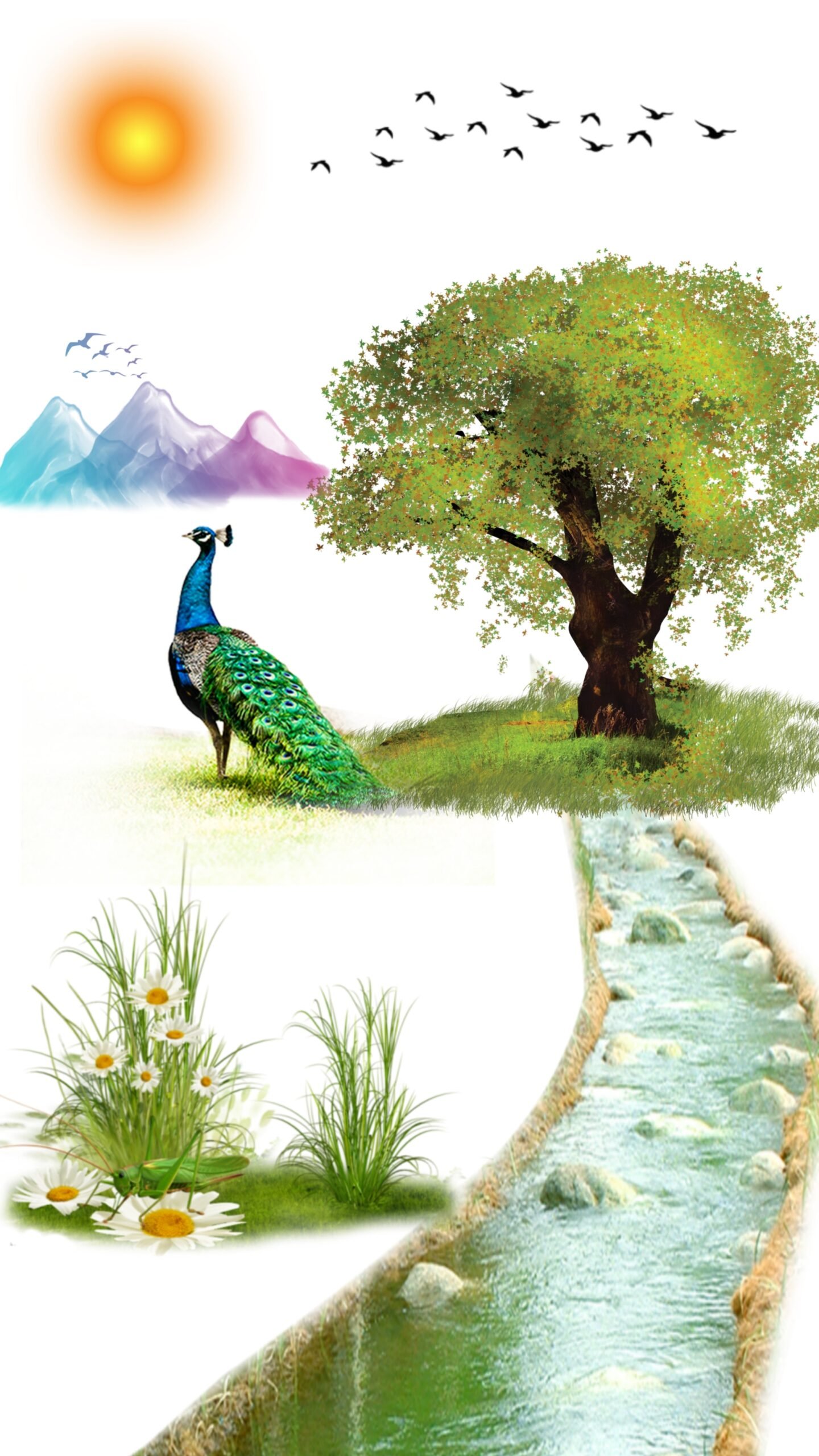 सफेद मोर वॉलपेपर फोटो  White Peacock wallpaper