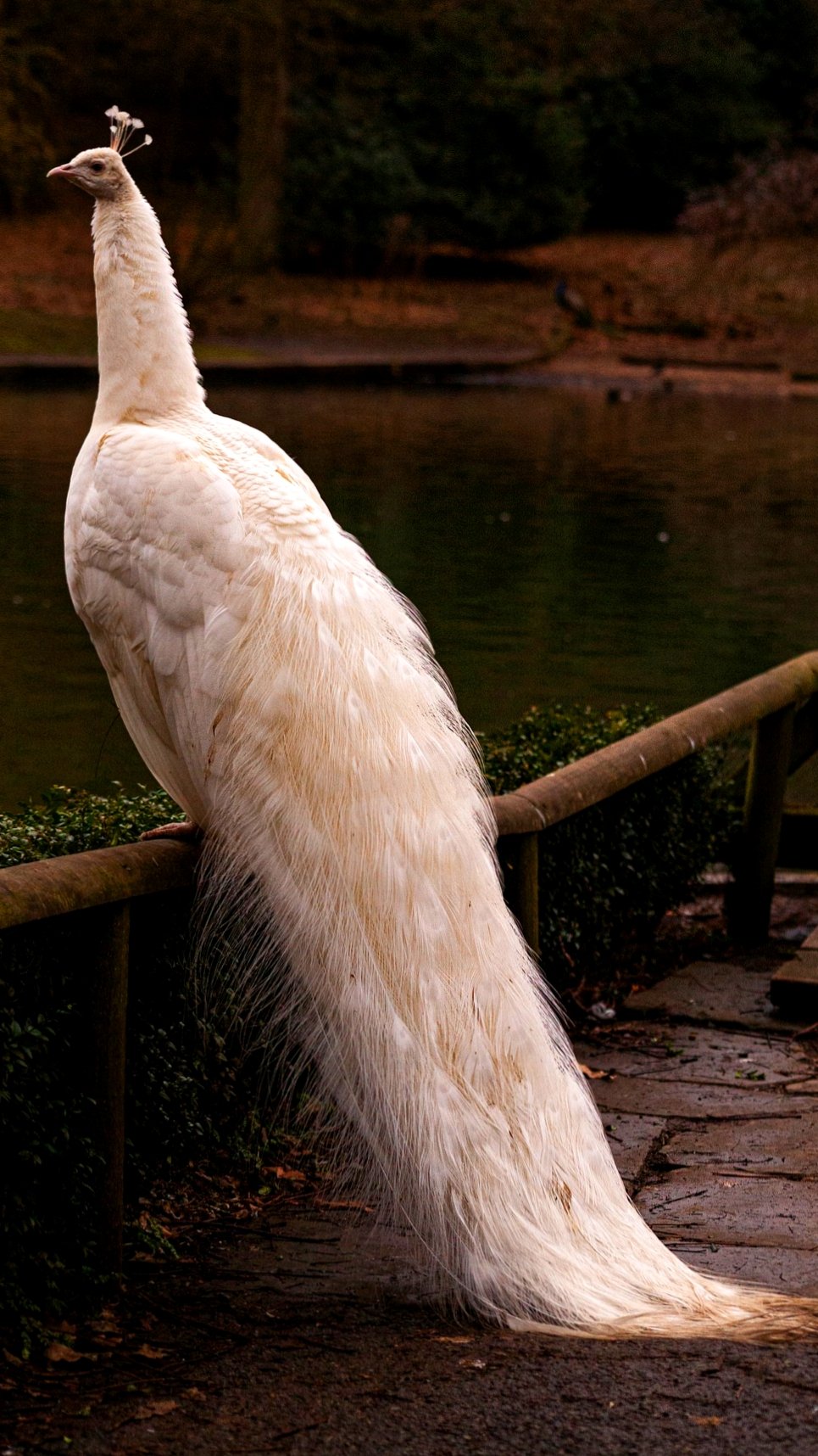 सफेद मोर वॉलपेपर फोटो  White Peacock wallpaper