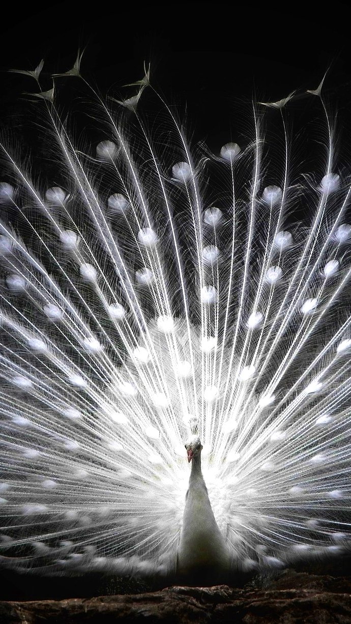 सफेद मोर वॉलपेपर फोटो  White Peacock wallpaper