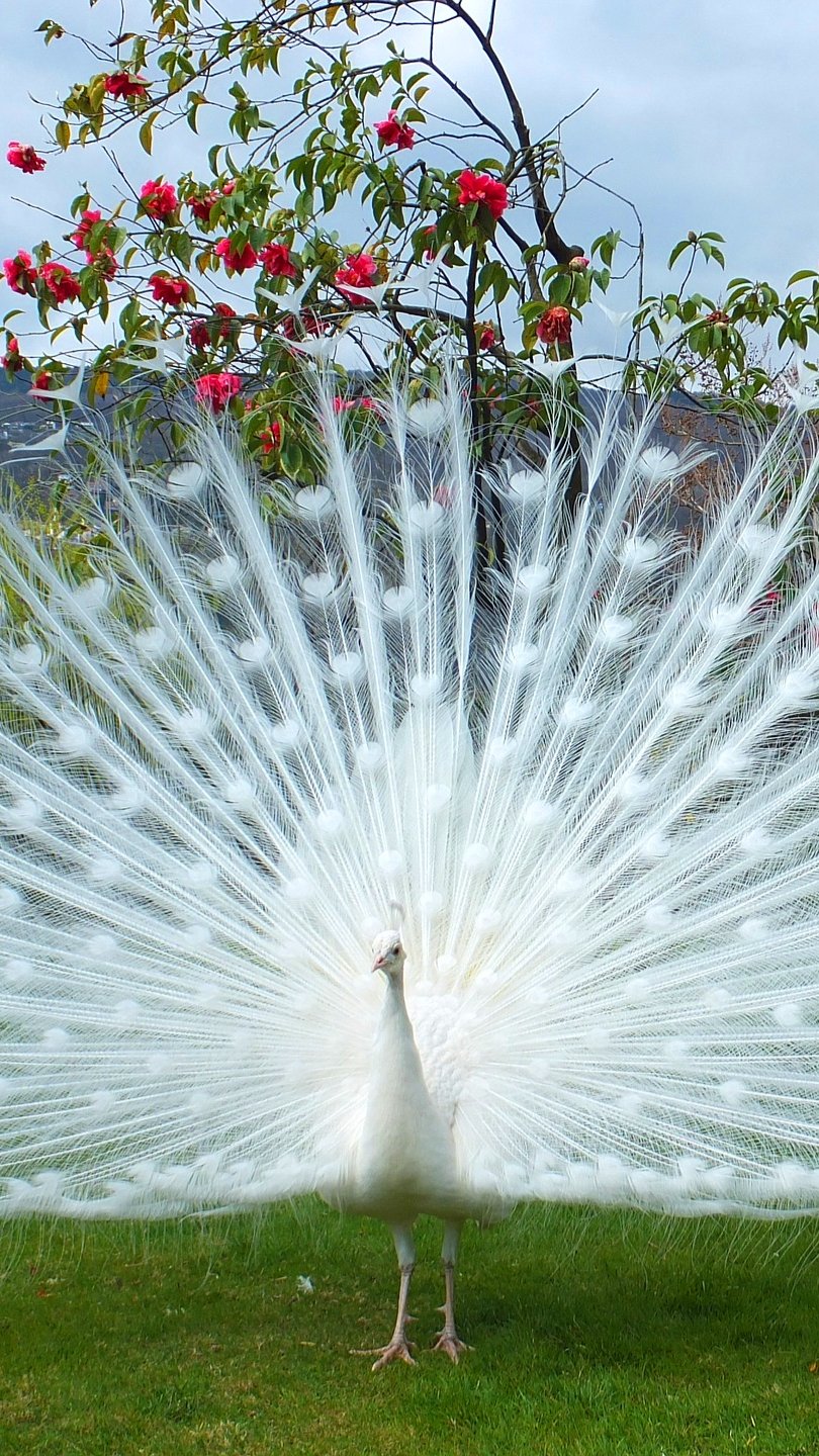 सफेद मोर वॉलपेपर फोटो  White Peacock wallpaper