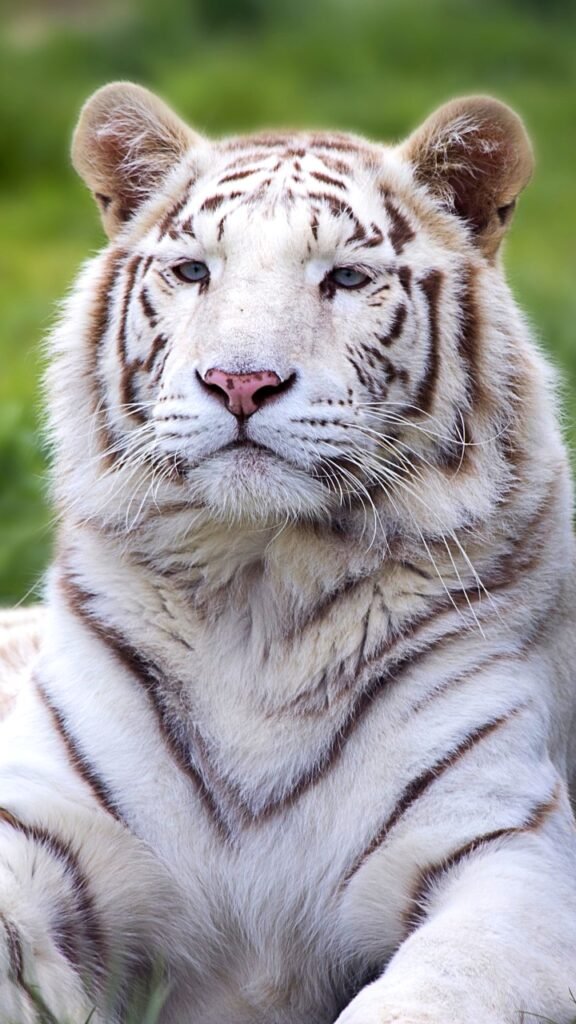 सफेद शेर मोबाइल वॉलपेपर | White Tiger mobile wallpaper hd download
