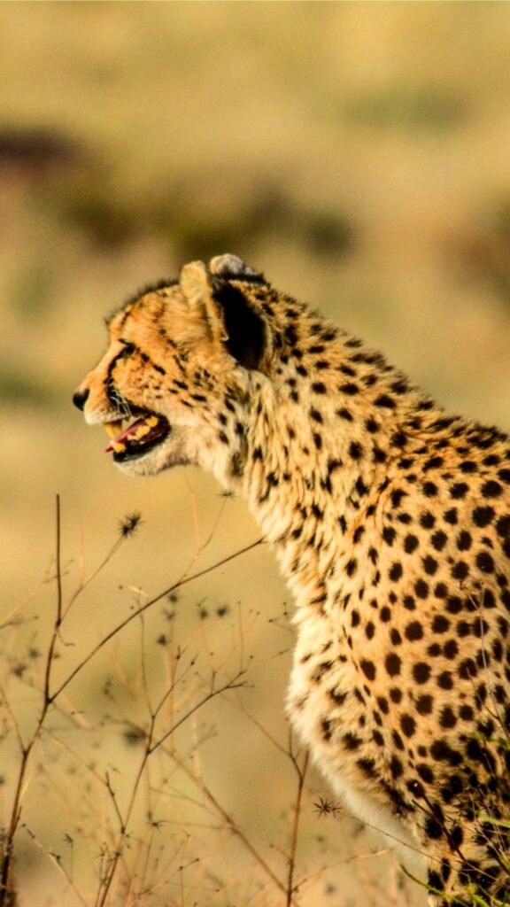 Cheetah Wallpaper HD for mobile