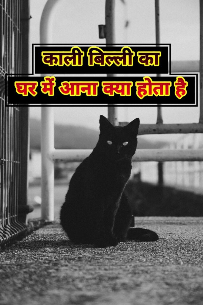 जानिए रात में काली बिल्ली का घर में आना शुभ या अशुभ होता है | Kali Billi ka Ghar me aana shubh ya ashubh