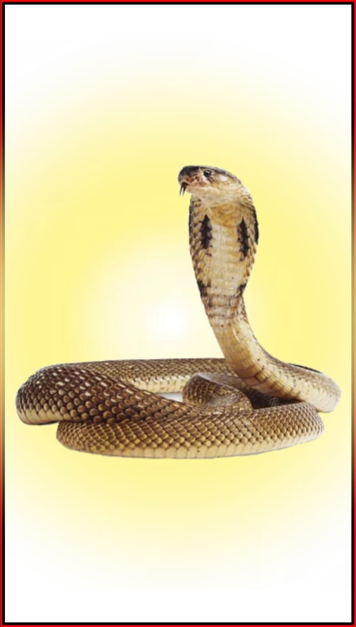 Nag panchami Naag photo images wallpaper