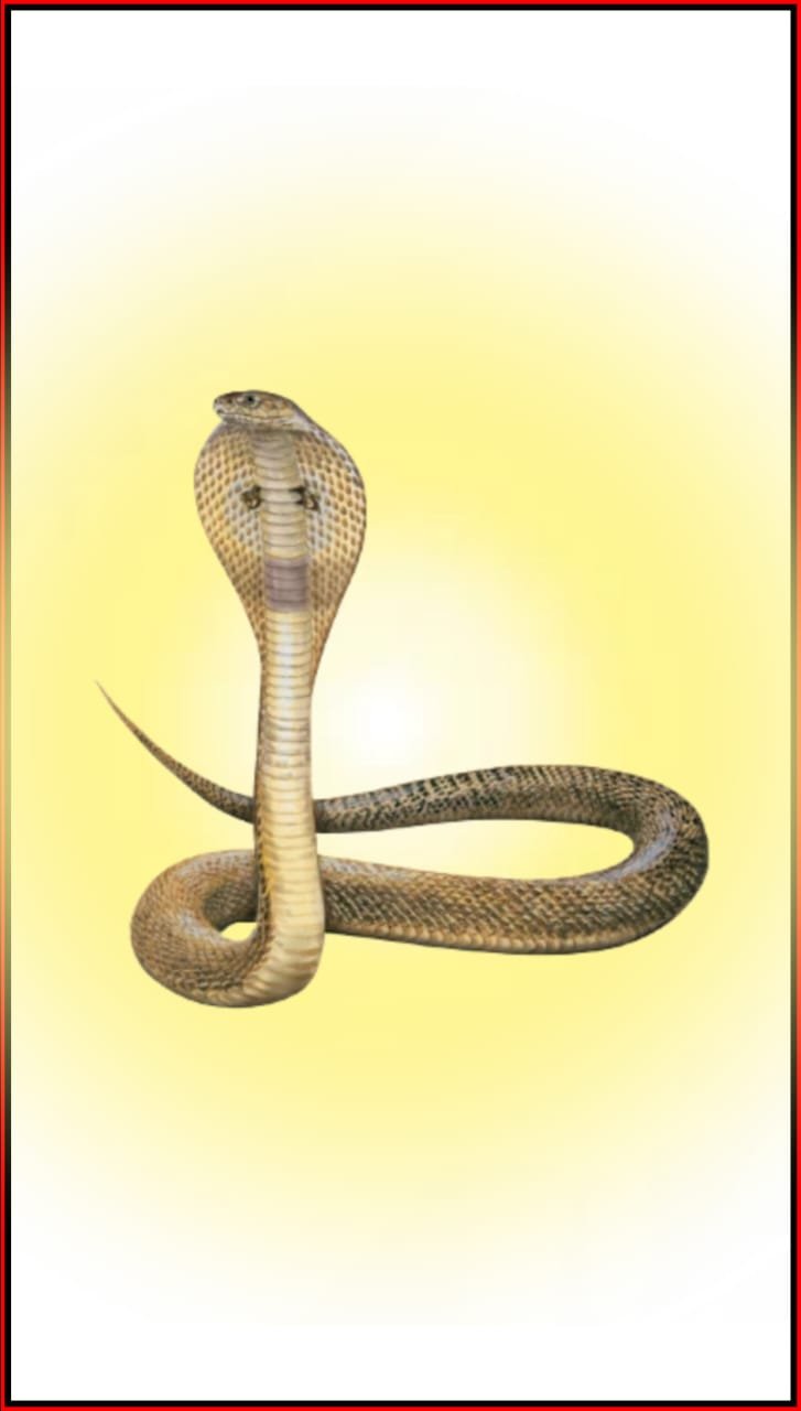 Nag panchami Naag photo images wallpaper