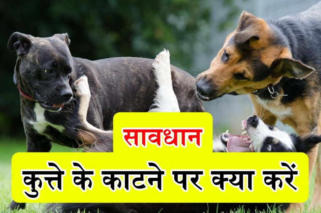 कुत्ते के काटने पर क्या करें घरेलू उपाय | Kutta katne par kya kare gharelu upay