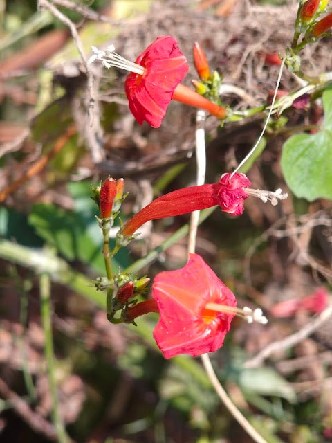 लाल जंगली बेल का फूल | Red Wild Creeper Flower (Ipomoea hederifolia)