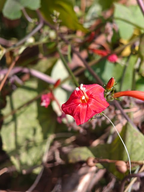 लाल जंगली बेल का फूल | Red Wild Creeper Flower (Ipomoea hederifolia)