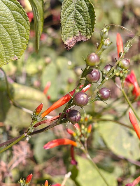 red wild creeper flower, red tubular vine flower, jungle red bell flower