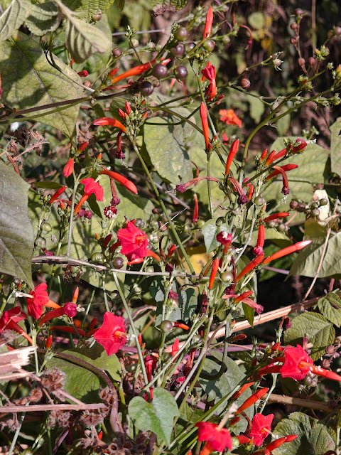 लाल जंगली बेल का फूल | Red Wild Creeper Flower (Ipomoea hederifolia)