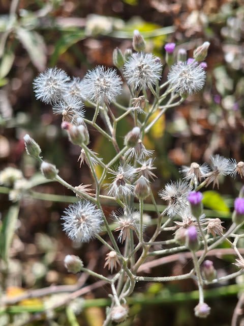 सहदेवी का जंगली फूल | White Fluffy Wild Flower