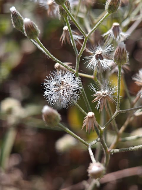 white fluffy wild flower, purple wild flower with cotton seeds, weed plant white fluff